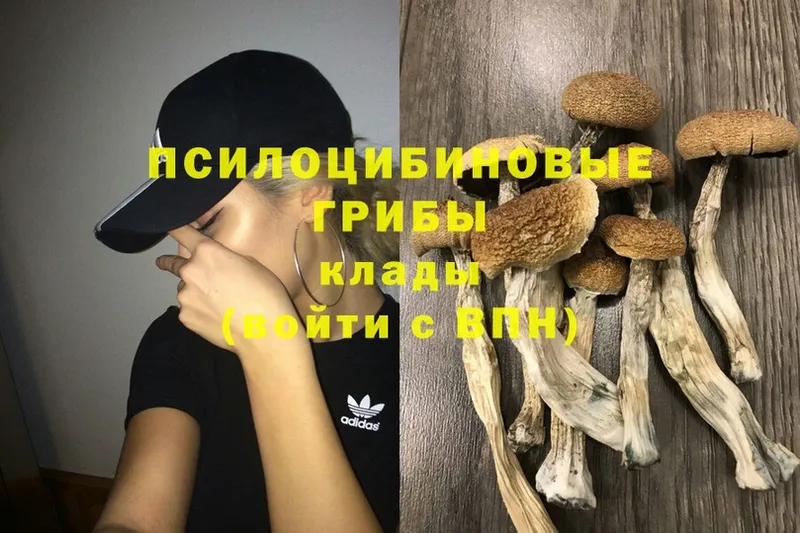 сколько стоит  Хабаровск  kraken ссылки  Псилоцибиновые грибы Psilocybe 